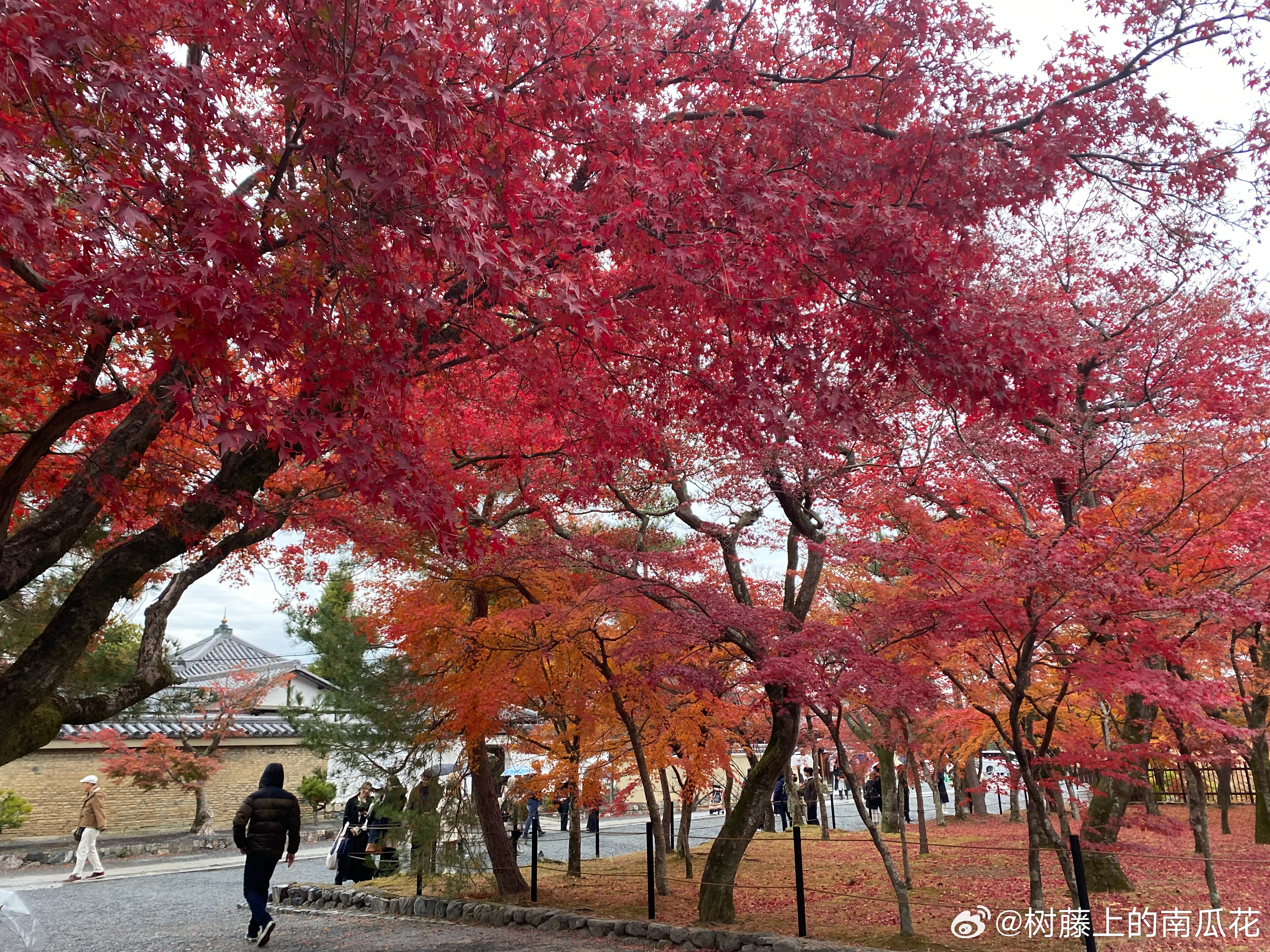 京都红叶最新动态，绚烂如画的秋日美景