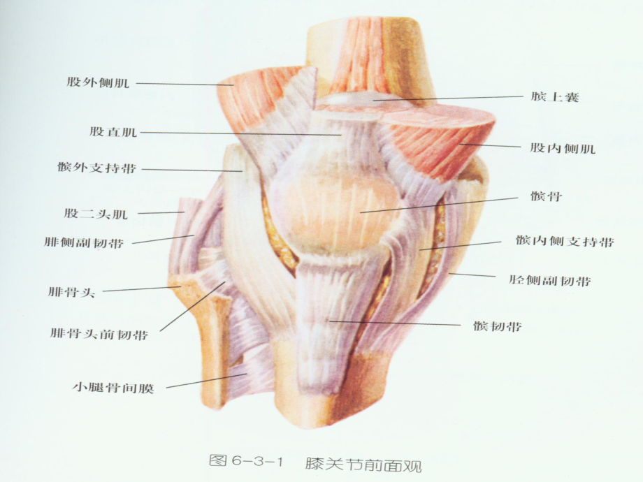 髌韧带最新研究进展与临床应用