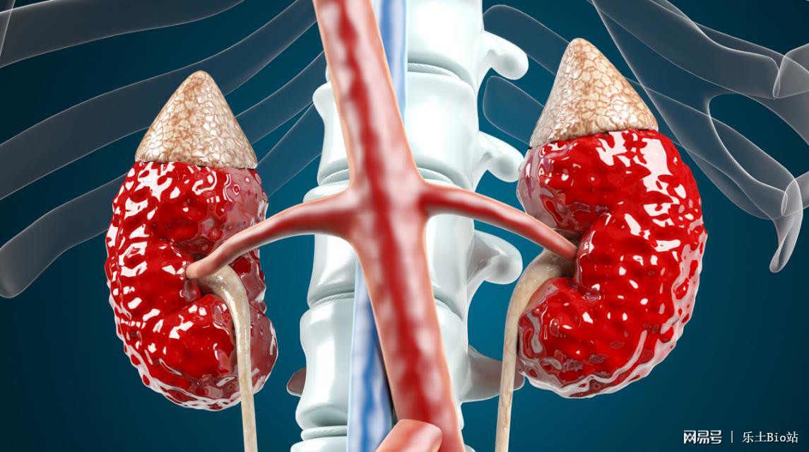 最新肾再生研究，重塑肾脏健康的希望之光